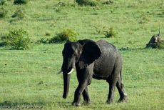 Afrikanischer Elefant (81 von 131).jpg